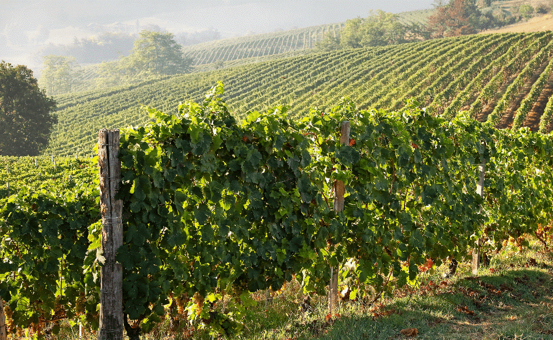 Viticoltura eroica e storica, patrimonio piemontese.