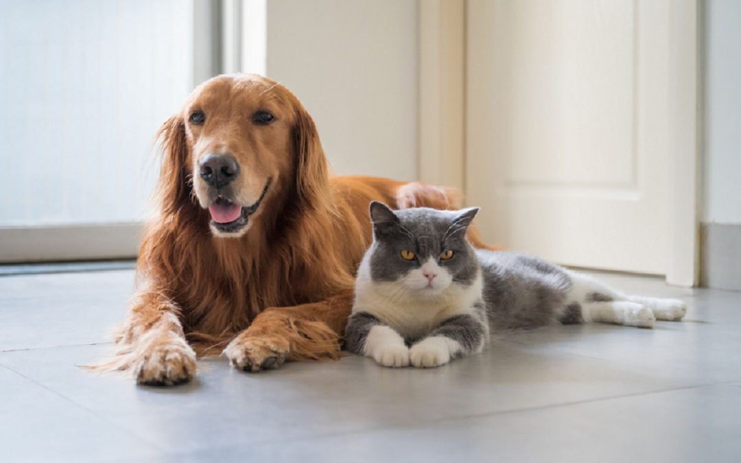 La compagnia degli animali è un bene prezioso