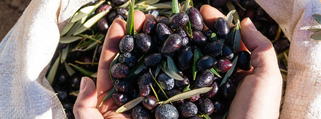 L’olio più popolare della pasta