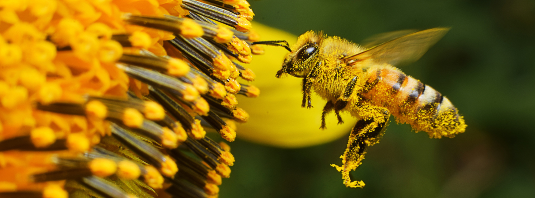 Le api: così piccole, così importanti